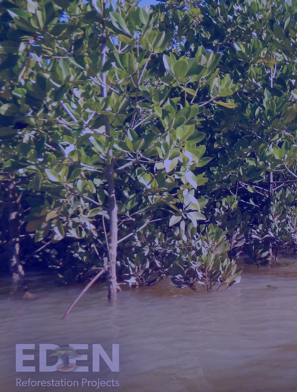 JAKALA lässt es grünen |  3.000 Mangrovenbäume zum nationalen Tag des Baumes, einen für jedes Mitglied der JAKALA-Familie