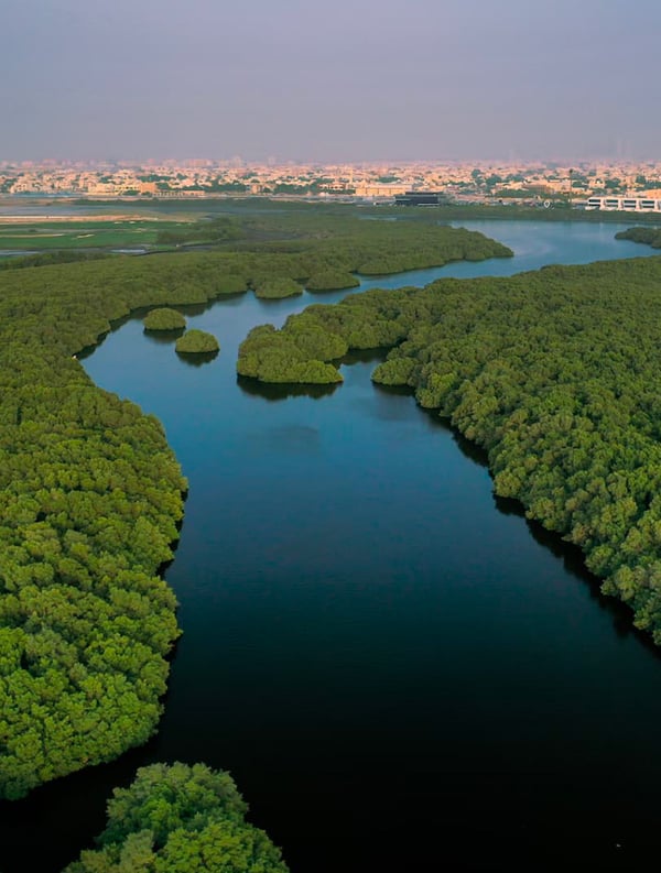 JAKALA per una crescita responsabile 3.000 mangrovie per la giornata nazionale dell’albero, una per ogni Jakaler